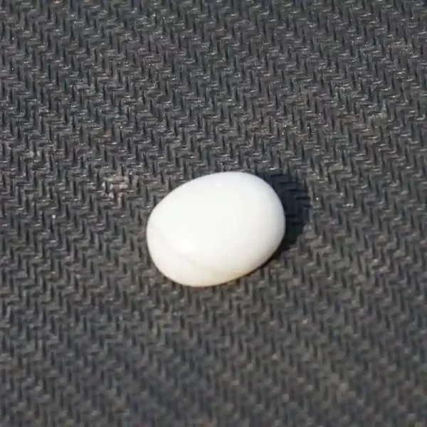 White Marjan
