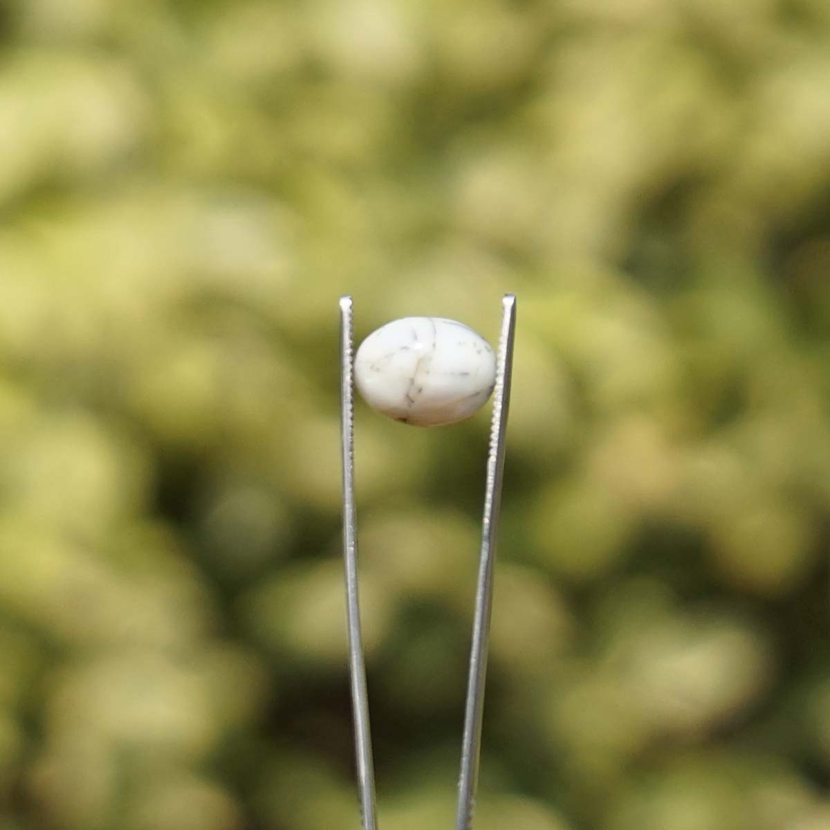 White Opal near me 2 White Opal near me - Image 2